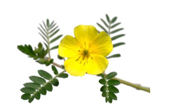 Gluconol obsahuje Tribulus terrestris